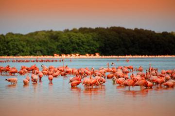 Private Tour: Celestun Biosphere Reserve from Merida