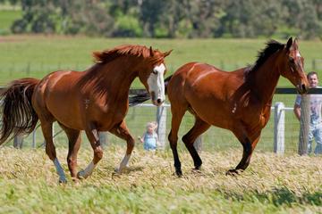Living Legends Champion Racehorse Guided Tour