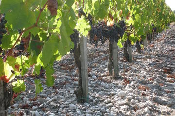 A Tour of the Vines of Château Paloumey in the Medoc Including a Wine Tour and Tasting
