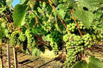Khao Yai Winery - Vineyard Tours & Animal Lover with Horse Farm from Bangkok