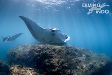 Intro dive with Manta Rays