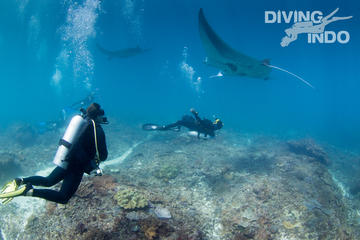 Scuba Dive with Manta Rays