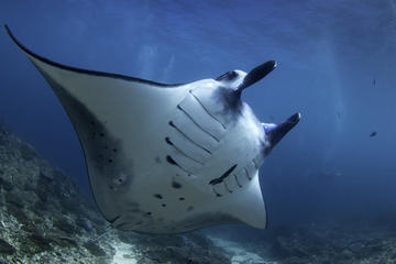 Snorkelling with Manta Rays