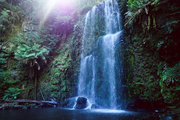 Great Otways National Park Hiking Day Tour From Melbourne