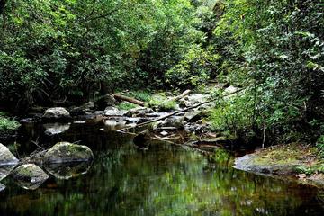 Private Day Trip: Hiking in Sinharaja Rain Forest