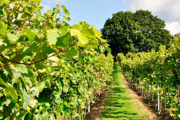 Sussex Vineyard & Seven Sisters Experience