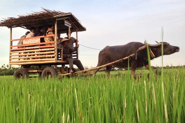 Half-Day Buffalo Cart Day Trip from Hoi An