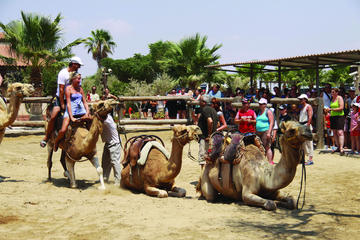 Larnaca Market and Camel Park Excursion from Ayia Napa