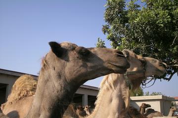 Larnaca Market and Camel Park Excursion from Larnaca
