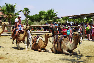 Larnaca Market and Camel Park Excursion from Protaras