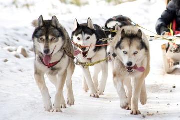 Vilnius Husky Dog Sledding
