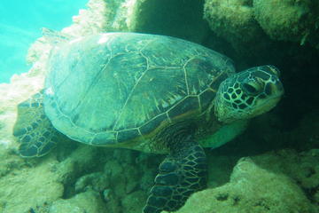 SeaFun Snorkel