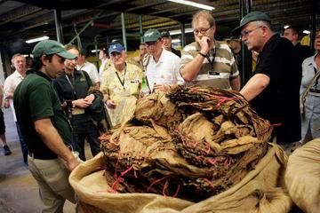 Cigar and Esteli City Tour From Managua