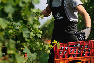 Amarone wine tasting in Verona at Cantine Tommasi
