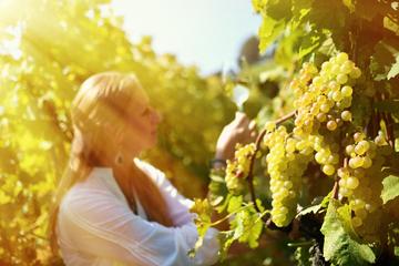 Frascati and Castelli Romani Private Wine Tour from Rome