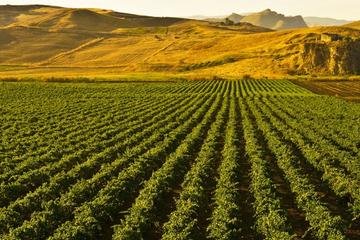Half-day Private Sicilian Wine Tasting and Winery Tour from Palermo