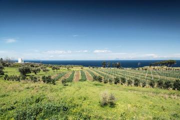 Private Wine Tour and Tasting from Taormina