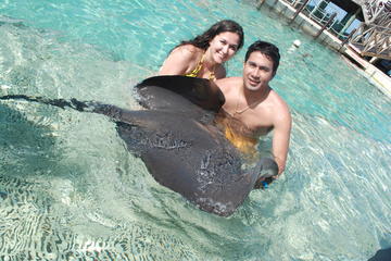 Shark Stingray and Sea Lion