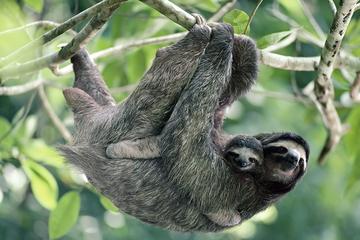 Sloth Encounter Tour and Waterfalls in the Rain Forest of Costa Rica
