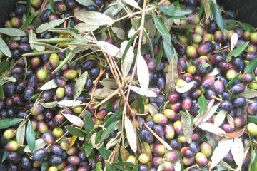 Olive Oil Making Experience Day Trip from Alberobello or Brindisi