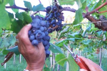 Private grape harvest experience in Puglia: a joyous day celebration of great wine and fantastic food in Southern Italy