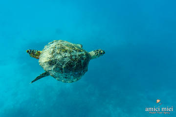 Snorkeling Full Day Trip at Similan Islands by Speed Boat from Khao Lak