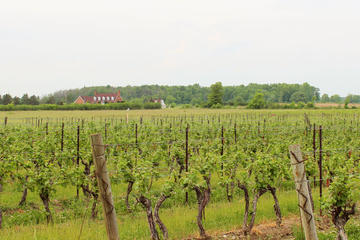Full-Day Niagara Wine Tour with Lunch in Niagara-on-the-Lake and Optional Boat Ride