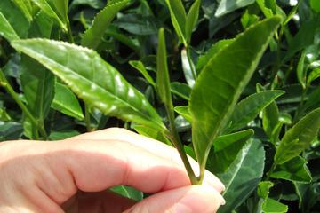Matcha Green Tea Plantation and Matcha Factory Visit