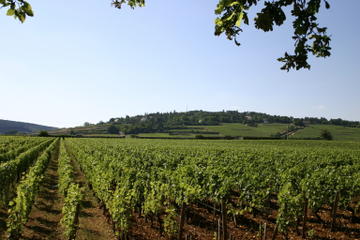 Private Tour: Full Day Wine Tasting Tour from Dijon