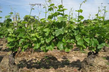 Wine Tasting - Cote de Nuits Region with One Cellar Visit