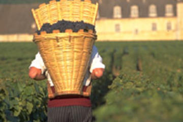 Wine Tasting - Cote de Nuits Region with Two Cellar Visits