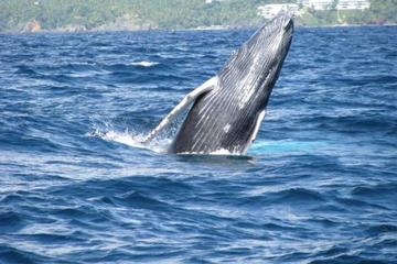 Samana Whale Watching Tour with Biologist Guide