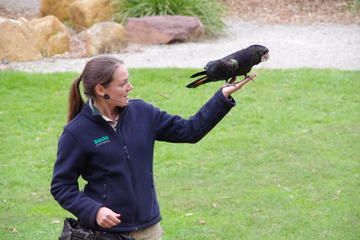 Healesville Sanctuary with Winery Lunch Day Tour