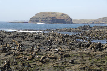 Phillip Island Nature Park and Wildlife Seals Cruise