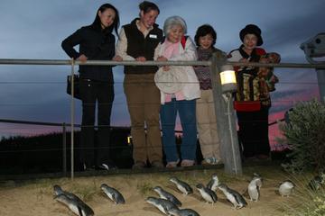 Phillip Island Penguin Parade Tour from Melbourne Including Koala Conservation Centre