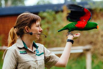 Puffing Billy Train Day Trip Including Healesville Sanctuary from Melbourne