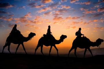 Sunset Camel Ride in the Palm Grove of Marrakech