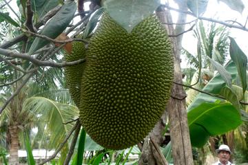 Guayaquil City Tour Including Route of the Fruits and Plantation