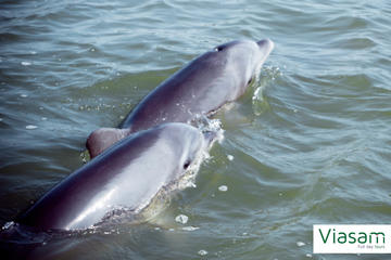 Puerto del Morro, Mangroves, Dolphins, Cacao and Traditions of Guayaquil