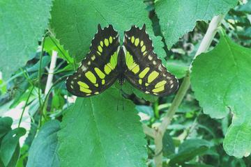 Monteverde Butterfly Gardens Tour