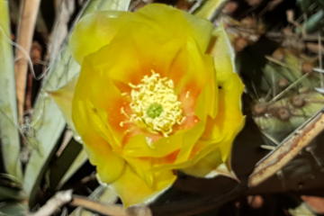Flowers in Sedona Photography Tour Special