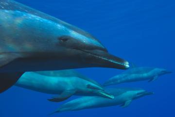 Dolphin Dreaming - Dolphin Swim