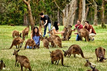 Full-Day Wildlife and Historic Hahndorf Tour from Adelaide