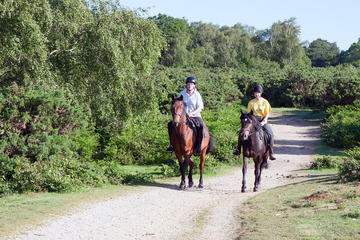 Jamaica Horseback Riding Adventure from Falmouth