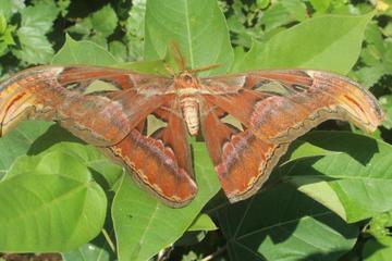 Fullday Hidden Canyon and Butterfly Park Tour