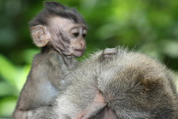 Halfday Tour Visit Monkey Forest - Taman Ayun Temple and Tanah Lot Sunset