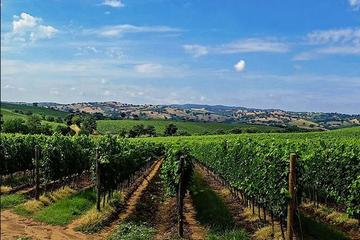 Sumadija Full Day Royal Wine Tour from Belgrade