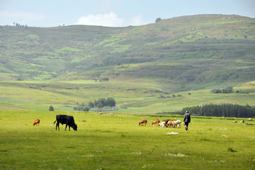 Explore the town of Debreberhan and Ankober on a Guided Day Tour