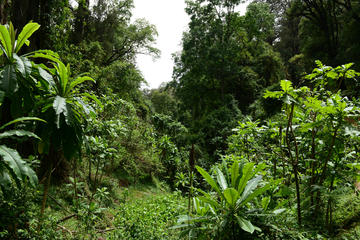 Guided Day Trip to the Lush Forest of Menagesha and Historic Town of Addis Alem
