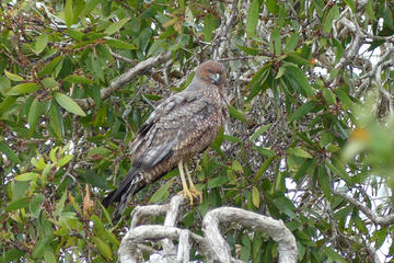 Birdwatching and Wildlife Noosa Biosphere Half-Day Experience